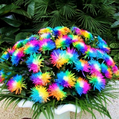 Picture of All Season Rainbow Chrysanthemum Seeds -20 pcs seeds