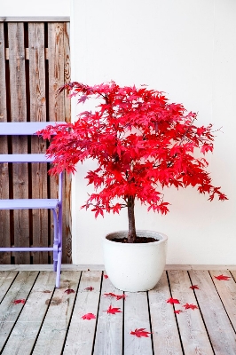 Picture of Global Mini Red Maple Tree Bonsai Maple Tree-15 Pcs SEEDS
