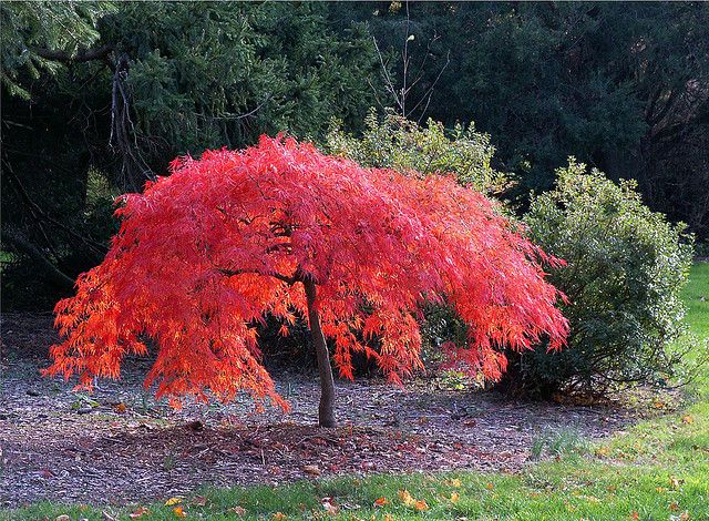 Picture of Global Mini Red Maple Tree Bonsai Maple Tree-15 Pcs SEEDS