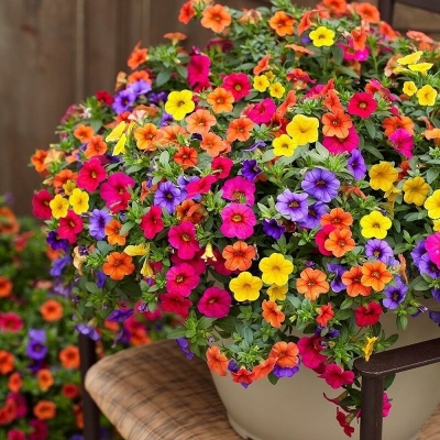 Picture of All Season Global Mix Petunia - 40pcs  Seeds