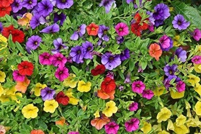 Picture of All Season Global Mix Petunia - 40pcs  Seeds
