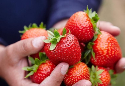 Picture of Global Organic Strawberry SeedS - 30 Pcs SeedS