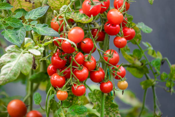 Picture of Organic Red cherry Tomato 40 pcs Seeds