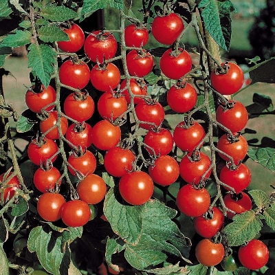 Picture of Organic Red cherry Tomato 40 pcs Seeds