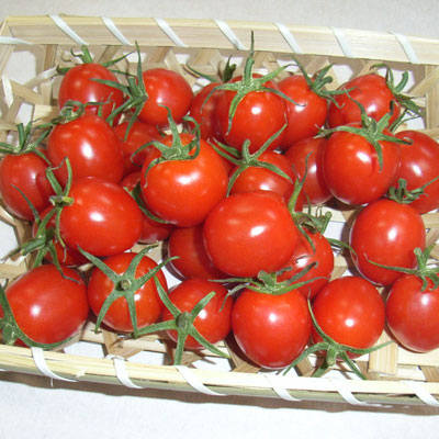 Picture of Organic Red cherry Tomato 40 pcs Seeds