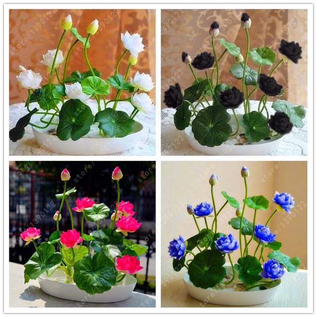 Picture of Global Sholdnut 5 pcS Seeds Dwarf Lotus Flower Mixed Colors Mini Water Lily Flowers Seeds Aquatic Plant