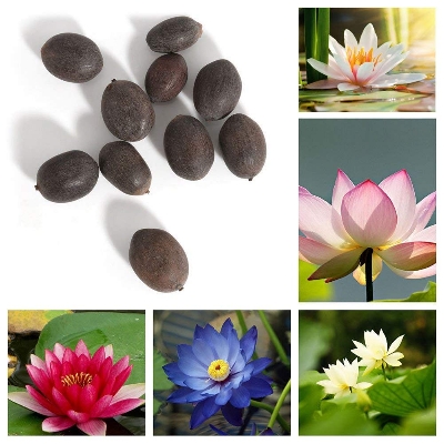 Picture of Global Sholdnut 5 pcS Seeds Dwarf Lotus Flower Mixed Colors Mini Water Lily Flowers Seeds Aquatic Plant
