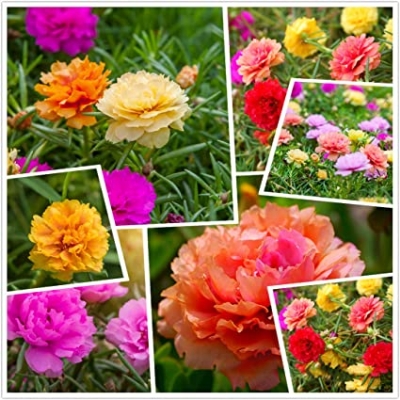 Picture of Global Mixed Color Portulaca Flower Seeds - 35 Pcs SeedS