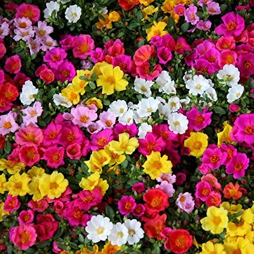 Picture of Global Mixed Color Portulaca Flower Seeds - 35 Pcs SeedS