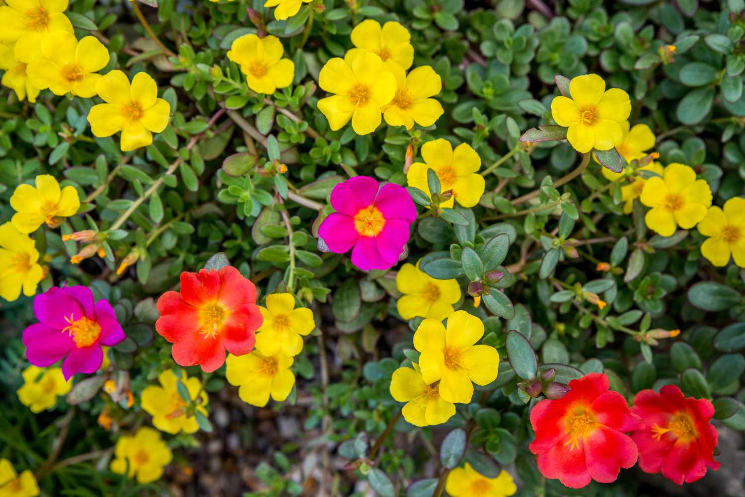 Picture of Global Mixed Color Portulaca Flower Seeds - 35 Pcs SeedS