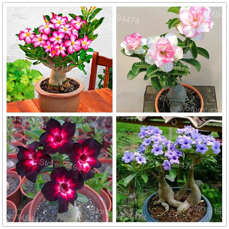 Picture of Global Bonsai Multicolor Single Petal Adenium Obseum Tree Seeds - 5pcs Seeds