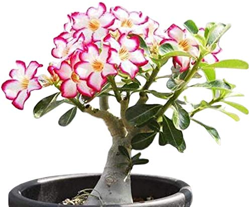 Picture of Global Bonsai Multicolor Single Petal Adenium Obseum Tree Seeds - 5pcs Seeds