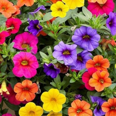 Picture of All Season Global Mix colour Petunia - 35+ Seeds