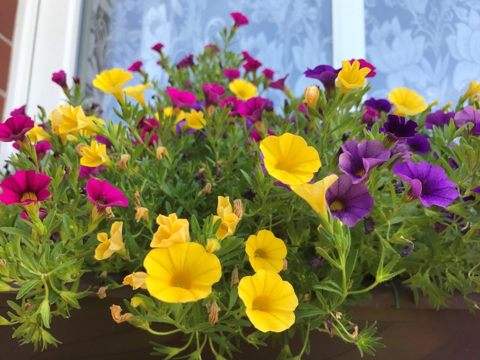 Picture of All Season Global Mix colour Petunia - 35+ Seeds