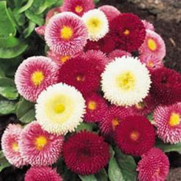 Picture of Global mix colour Belies flower Seeds - 20 Pcs Seeds