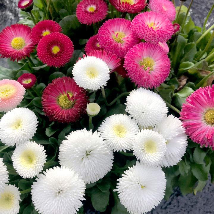 Picture of Global mix colour Belies flower Seeds - 20 Pcs Seeds