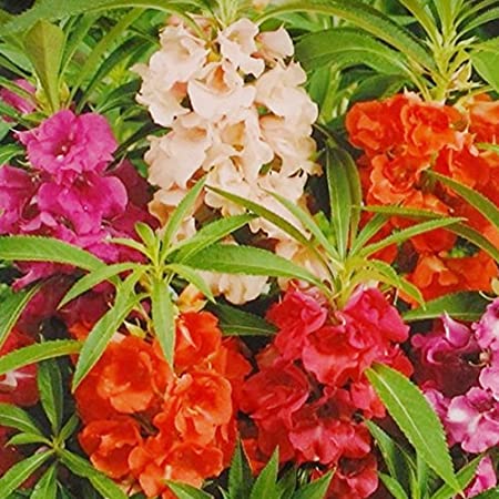 Picture of Global Mix colour Balsam Flower Seeds 15 Pcs