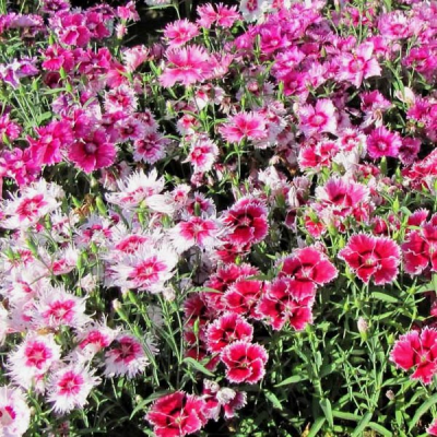 Picture of Global mix Dianthus Multicolor Flower Seeds - 25 pcs seeds