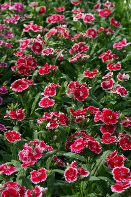 Picture of Global mix Dianthus Multicolor Flower Seeds - 25 pcs seeds