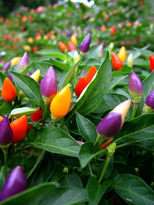 Picture of All Season 0rganic Ornamental Chili Seeds - 30 pcs seeds