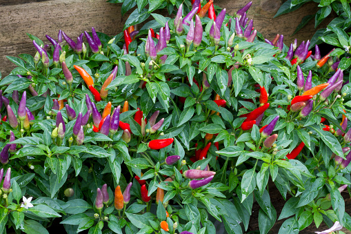 Picture of All Season 0rganic Ornamental Chili Seeds - 30 pcs seeds