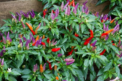 Picture of All Season 0rganic Ornamental Chili Seeds - 30 pcs seeds