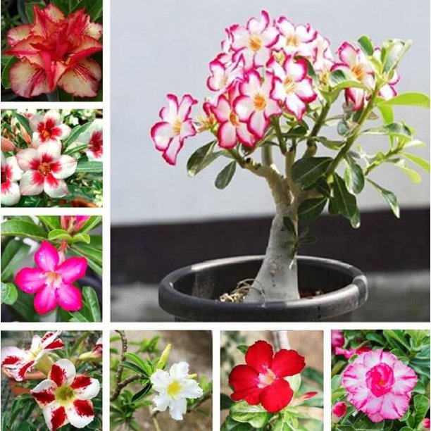 Picture of Global Bonsai Multicolor Single Petal Adenium Obseum Tree Seeds - 10 pcs Seeds