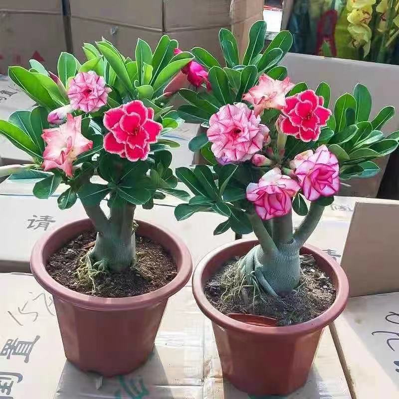 Picture of Global Bonsai Multicolor Single Petal Adenium Obseum Tree Seeds - 10 pcs Seeds