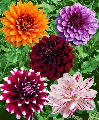 Picture of Global mix Dahlia Flower Seeds -10 Pcs SeedS