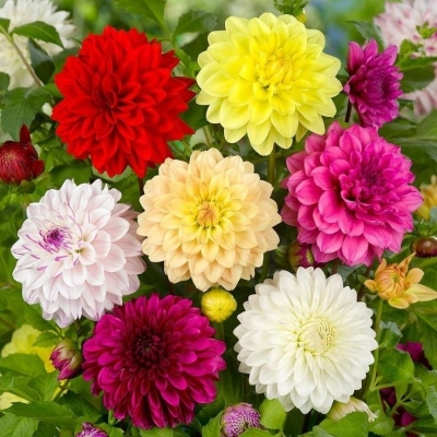 Picture of Global mix Dahlia Flower Seeds -10 Pcs SeedS