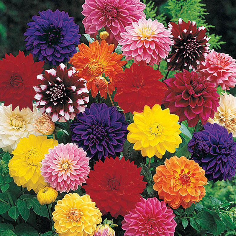 Picture of Global mix Dahlia Flower Seeds -10 Pcs SeedS
