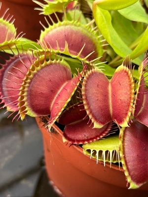 Picture of Global Dionaea Muscipula flytrap Seeds - 10 Pcs Seeds