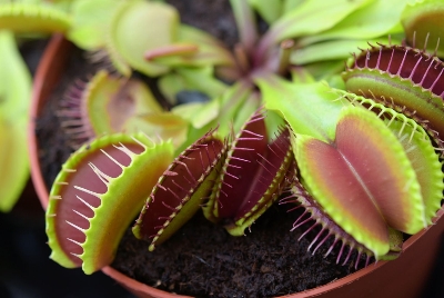 Picture of Global Dionaea Muscipula flytrap Seeds - 10 Pcs Seeds