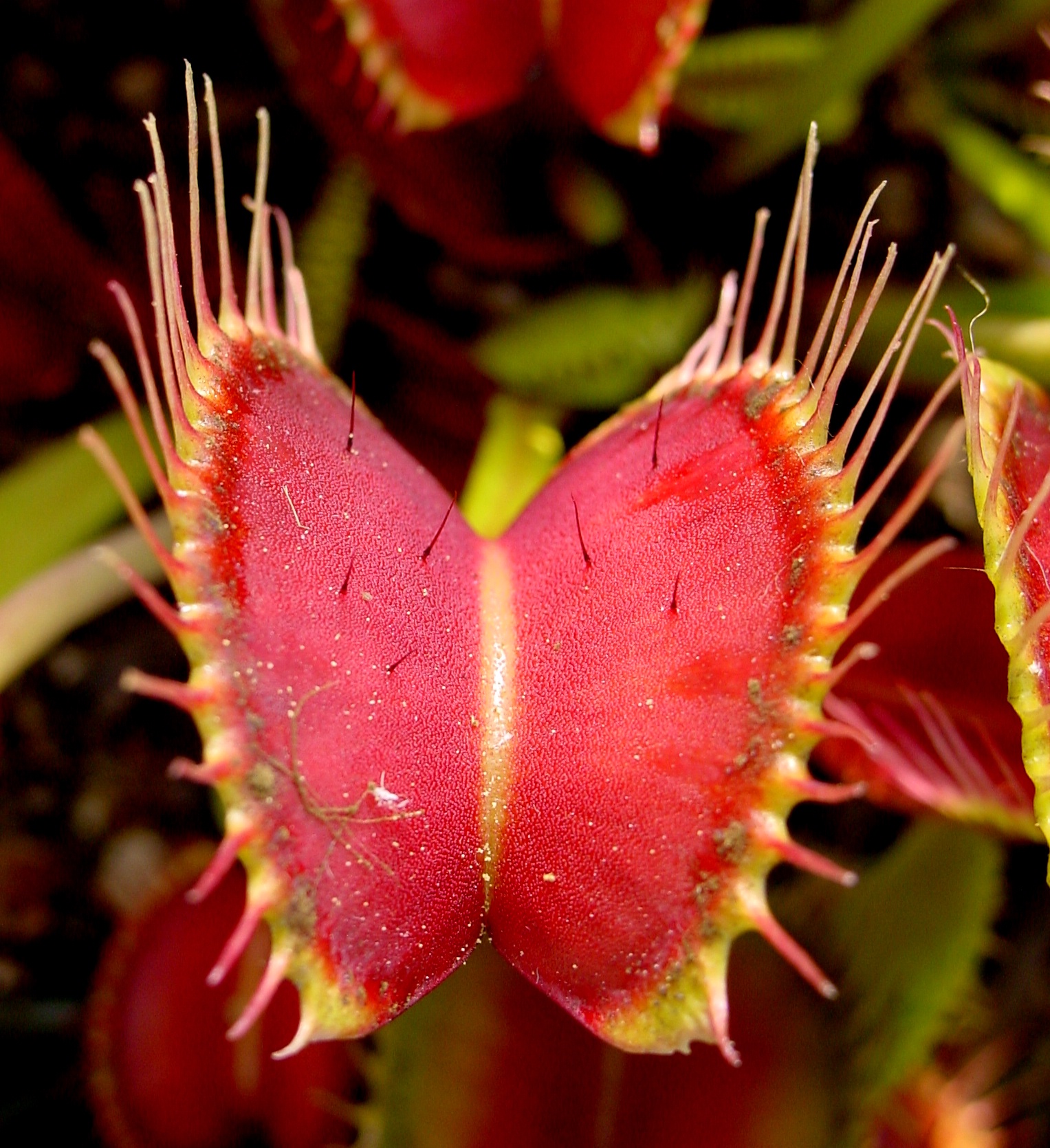 Picture of Global Dionaea Muscipula flytrap Seeds - 10 Pcs Seeds