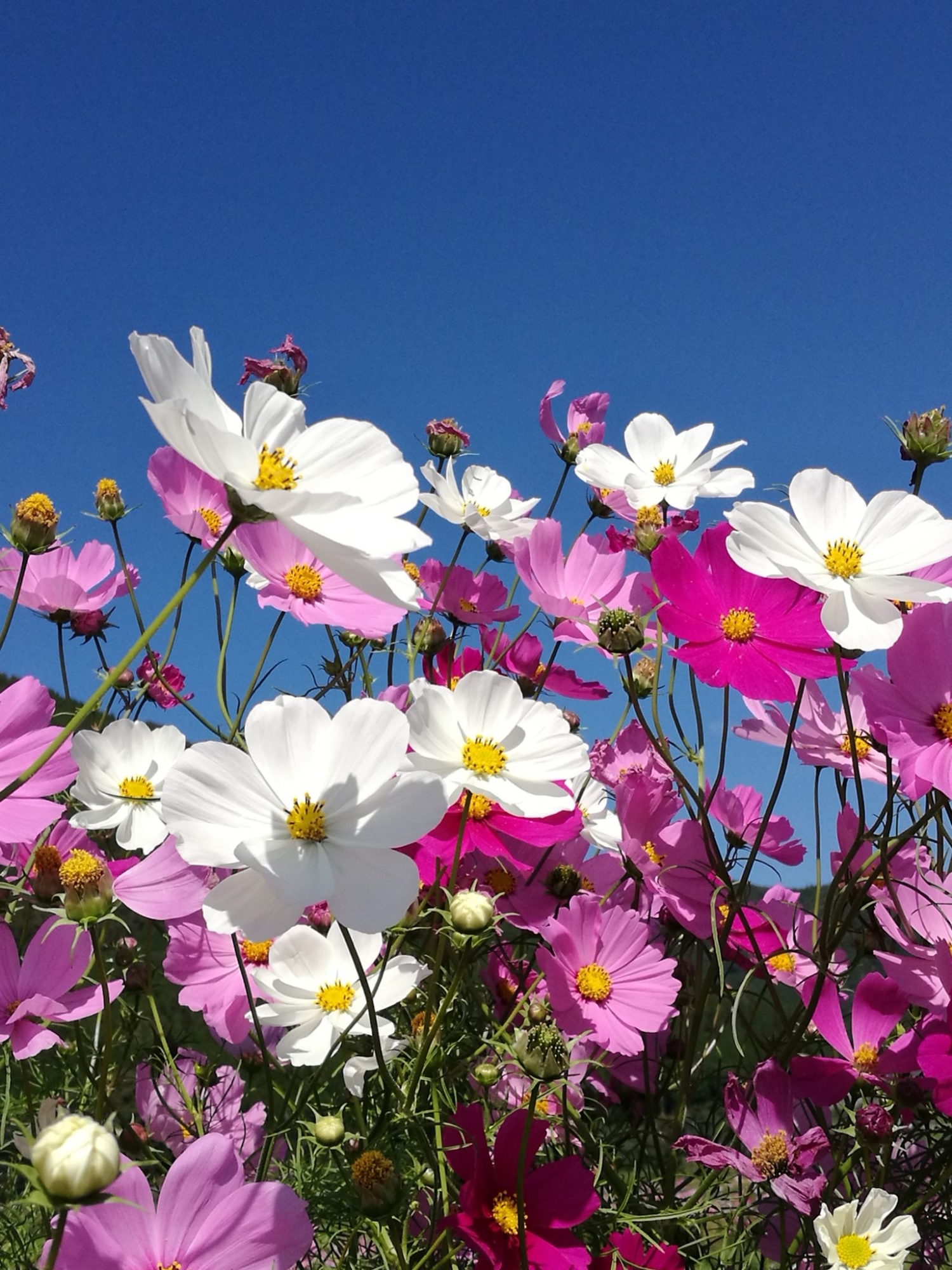Picture of All Season mix colour Cosmos Flower seeds 15 pcs seeds