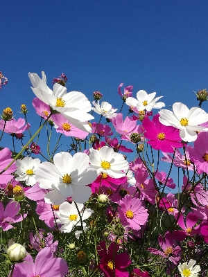 Picture of All Season mix colour Cosmos Flower seeds 15 pcs seeds