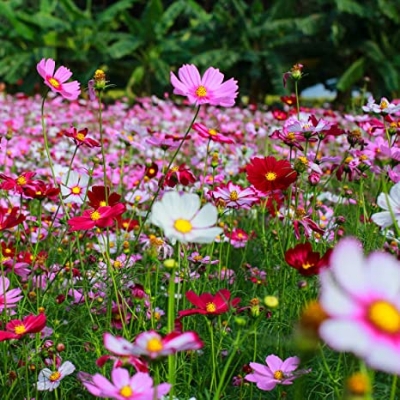 Picture of All Season mix colour Cosmos Flower seeds 15 pcs seeds