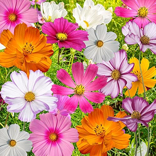 Picture of All Season mix colour Cosmos Flower seeds 15 pcs seeds