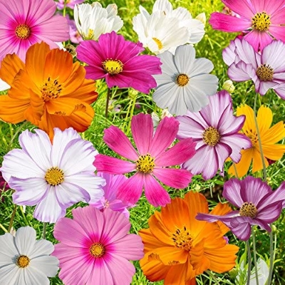 Picture of All Season mix colour Cosmos Flower seeds 15 pcs seeds