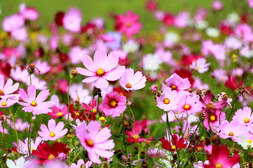 Picture of All Season mix colour Cosmos Flower seeds 15 pcs seeds