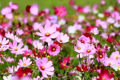 Picture of All Season mix colour Cosmos Flower seeds 15 pcs seeds