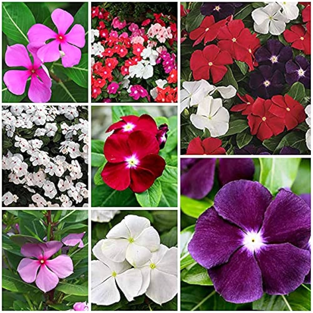 Picture of Rare Mixed colour Noyontara/Vinca Flower seeds  - 20 pcs seeds