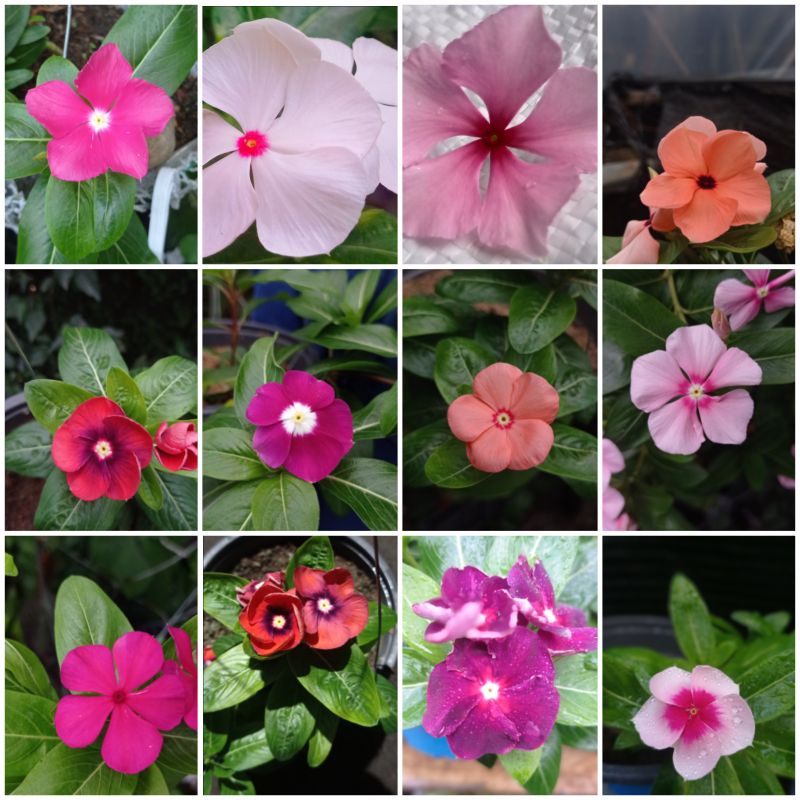 Picture of Rare Mixed colour Noyontara/Vinca Flower seeds  - 20 pcs seeds