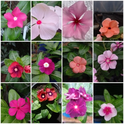 Picture of Rare Mixed colour Noyontara/Vinca Flower seeds  - 20 pcs seeds