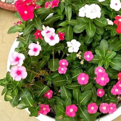 Picture of Rare Mixed colour Noyontara/Vinca Flower seeds  - 20 pcs seeds