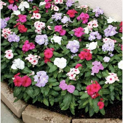 Picture of Rare Mixed colour Noyontara/Vinca Flower seeds  - 20 pcs seeds