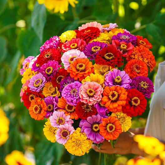 Picture of All Season Global  Mix Zinnia Flower California Seeds -20 Pcs seeds