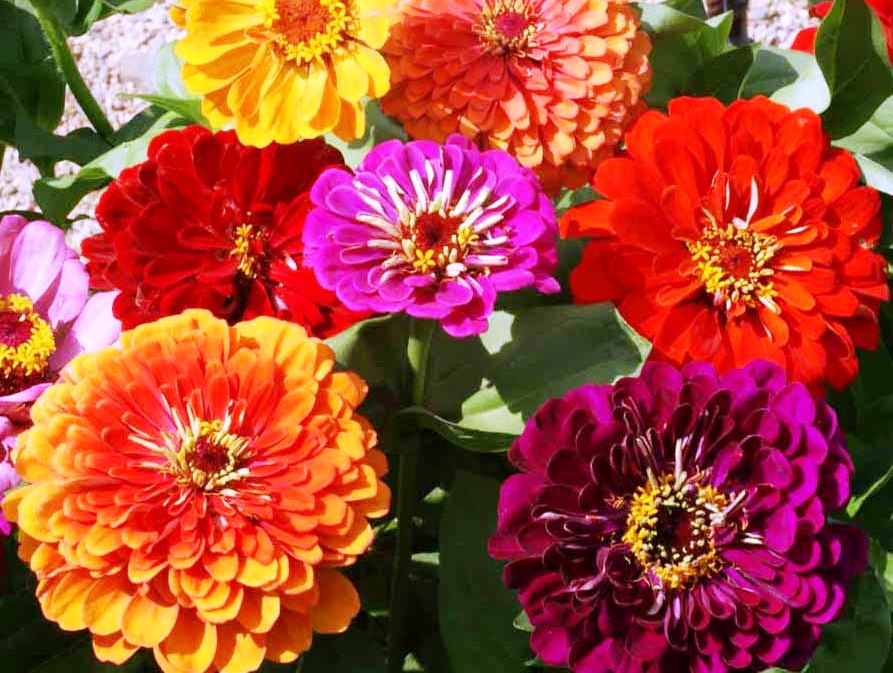 Picture of All Season Global  Mix Zinnia Flower California Seeds -20 Pcs seeds