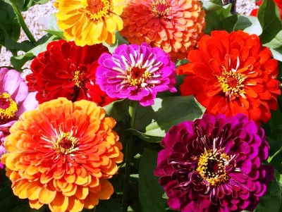 Picture of All Season Global  Mix Zinnia Flower California Seeds -20 Pcs seeds
