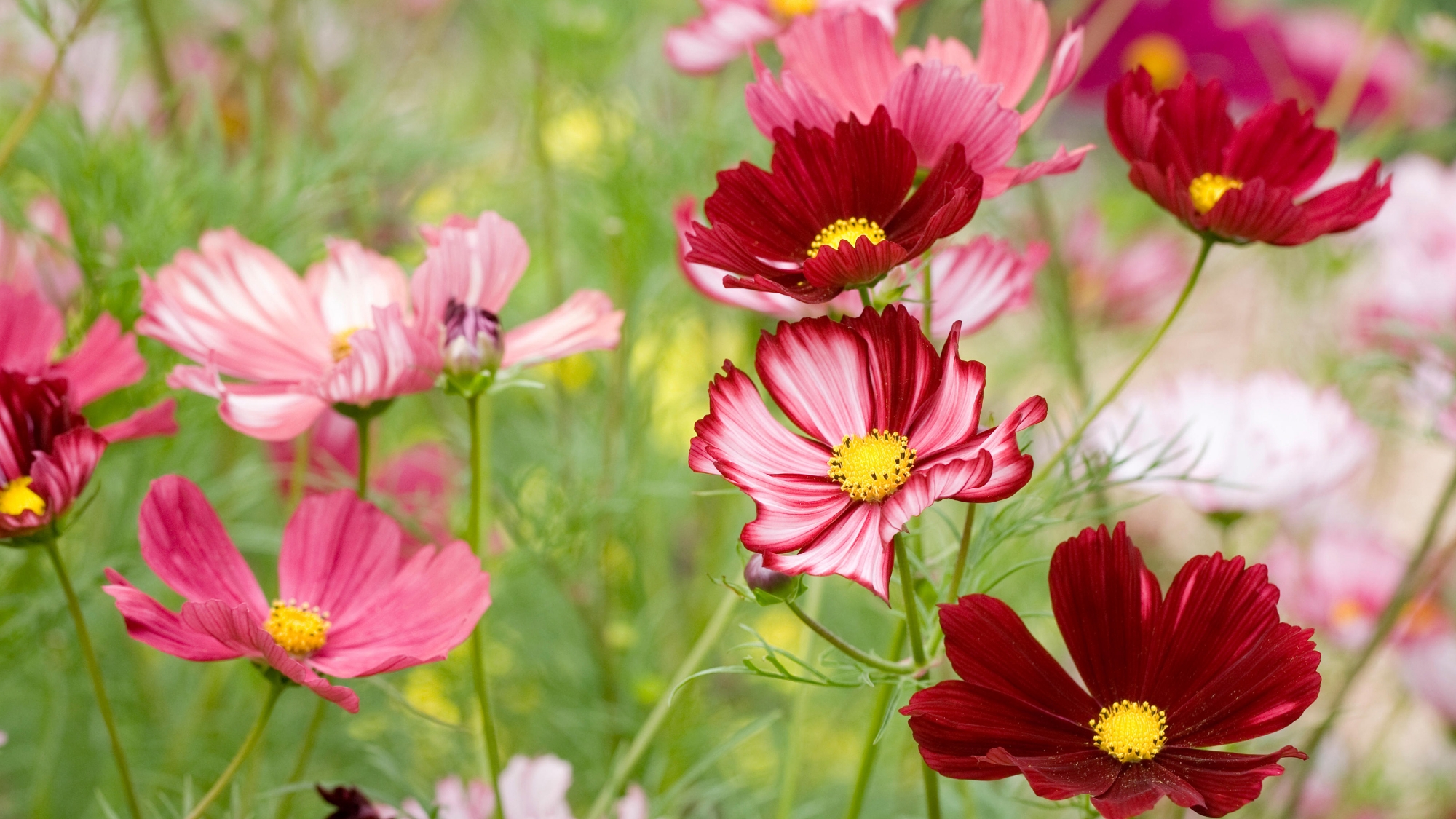 Picture of Global Cosmos Flower - 15 pcs Seeds